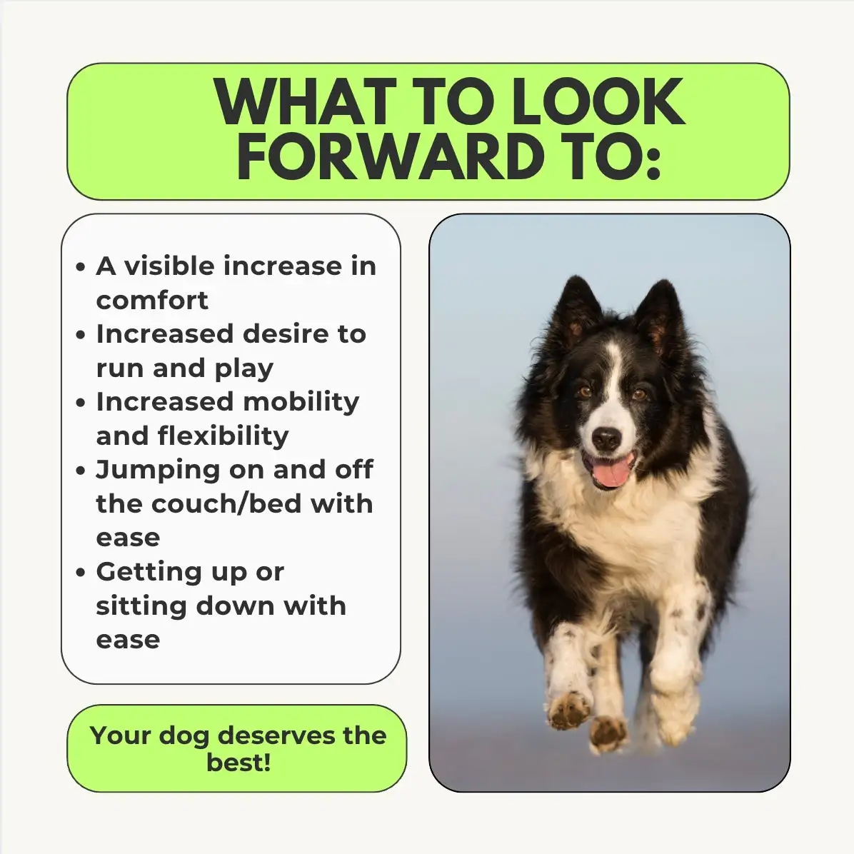 Advanced Hip & Joint Chew